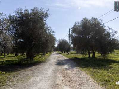 Le alte strutture sono l� a indicare l�accesso alla tenuta agricola, raggiungibile attraverso un viottolo che si inoltra nella silenziosa campagna, tra alberi di ulivo e mandorli in fiore
